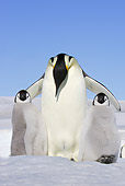 BRD 05 WF0055 01
Emperor Penguin Adult With Two Chicks On Ice