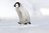 BRD 05 WF0056 01
Emperor Penguin Chick Walking On Ice