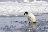 BRD 05 WF0057 01
Emperor Penguin Chick Walking On Ice