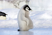 BRD 05 WF0058 01
Emperor Penguin Chick Dozing On Ice