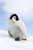 BRD 05 WF0059 01
Emperor Penguin Chick Standing On Snow