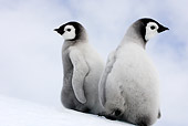 BRD 05 WF0060 01
Two Emperor Penguin Chicks Sitting On Ice