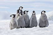 BRD 05 WF0061 01
Group Of Emperor Penguin Chicks Sitting On Ice