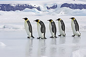 BRD 05 WF0062 01
Group Of Emperor Penguins Walking In Line Across Ice