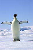 BRD 05 WF0066 01
Emperor Penguin Standing On Ice Flapping Wings