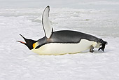 BRD 05 WF0067 01
Emperor Penguin Tobogganing On Ice While Calling And Flapping Wings