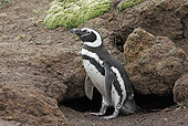 BRD 05 WF0068 01
Magellanic Penguin Standing At Burrow In Breeding Colony Antarctica