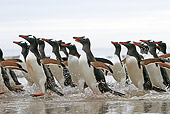 BRD 05 WF0069 01
Group Gentoo Penguins Running Through Shallow Water