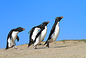BRD 05 WF0070 01
Group Of Rockhopper Penguins Running On Beach