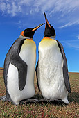 BRD 05 WF0071 01
Two King Penguins Courting On Grass Against Blue Sky