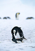 BRD 05 WF0073 01
Two Adelie Penguins Mating In Snow Antarctica