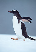 BRD 05 WF0074 01
Gentoo Penguin Waddling Through Snow