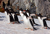 BRD 05 DB0002 01
Six Gentoo Penguins Walking On Ice Antarctica