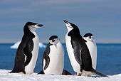 BRD 05 DB0004 01
Four Chinstrap Penguins Standing On Ice Antarctica