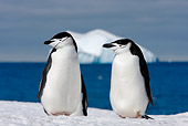 BRD 05 DB0005 01
Two Chinstrap Penguins Standing On Ice Antarctica