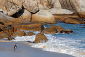 BRD 05 KH0001 01
African Penguin (aka Black-Footed Penguin) Standing On Beach By Rocks