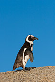BRD 05 KH0002 01
African Penguin (aka Black-Footed Penguin) Standing On Rock