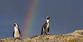 BRD 05 KH0003 01
African Penguins (aka Black-Footed Penguin) Standing On Rock By Rainbow