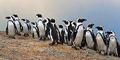 BRD 05 KH0004 01
African Penguins (aka Black-Footed Penguin) Standing On Rock