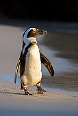 BRD 05 KH0005 01
African Penguin (aka Black-Footed Penguin) Walking On Beach