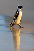 BRD 05 KH0006 01
African Penguin (aka Black-Footed Penguin) Walking On Beach