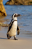 BRD 05 KH0007 01
African Penguin (aka Black-Footed Penguin) Walking On Beach
