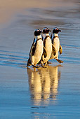 BRD 05 KH0008 01
Three African Penguins (aka Black-Footed Penguin) Walking On Beach