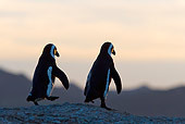 BRD 05 KH0009 01
Two African Penguins (aka Black-Footed Penguin) Walking On Rocks At Dusk