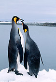 BRD 05 LS0001 01
Two King Penguins Standing On Snow By Water
