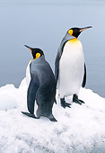 BRD 05 LS0002 01
Two King Penguins Standing On Snow By Water