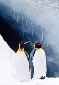 BRD 05 LS0003 01
Two King Penguins Standing On Snow By Water