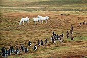 BRD 05 MR0001 01
Penguins And Three Horses On Grass Falkland Islands