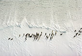 BRD 05 MR0002 01
Downward Shot Of Penguins On Snow Antarctica