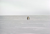 BRD 05 MR0003 01
Distant Shot Of Two Penguins On Snow Antarctica