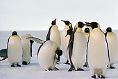 BRD 05 MR0004 01
Emperor Penguins On Snow Antarctica