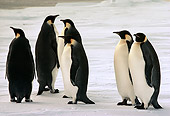 BRD 05 MR0005 01
Emperor Penguins On Snow Antarctica