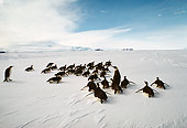 BRD 05 MR0006 01
Emperor Penguins On Snow By People Antarctica