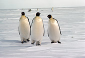 BRD 05 MR0007 01
Emperor Penguins On Snow By People Antarctica