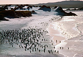 BRD 05 MR0008 01
Overhead Colony Of Penguins On Beach Falkland Island