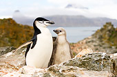 BRD 05 SK0001 01
Chinstrap Penguin Adult And Chick Huddling On Rock South Shetland Islands Antarctica