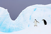 BRD 05 SK0002 01
Two Chinstrap Penguins Walking On Glacial Ice Antarctica