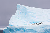 BRD 05 SK0003 01
Chinstrap And Gentoo Penguins Standing On Iceberg Antarctica