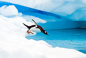 BRD 05 SK0005 01
Gentoo Penguin Diving From Glacial Ice Antarctica