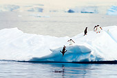 BRD 05 SK0006 01
Gentoo Penguins Diving From Glacial Ice Into Ocean Antarctica