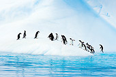 BRD 05 SK0007 01
Gentoo Penguins Emerging From Ocean Onto Glacial Ice Antarctica