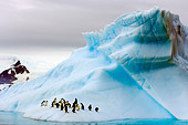 BRD 05 SK0008 01
Gentoo Penguins Huddling On Glacial Ice Antarctica