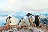 BRD 05 SK0009 01
Gentoo Penguins Huddling On Rocky Peak Antarctica