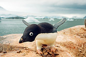 BRD 05 SK0010 01
Adelie Penguin Flapping On Rock Nest Antarctica