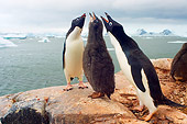 BRD 05 SK0011 01
Two Adelie Penguin Adults Vocalizing With Chick On Rocky Peak Antarctica