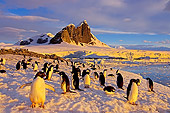 BRD 05 SK0012 01
Adelie Penguin Colony Congregating On Snow Antarctica